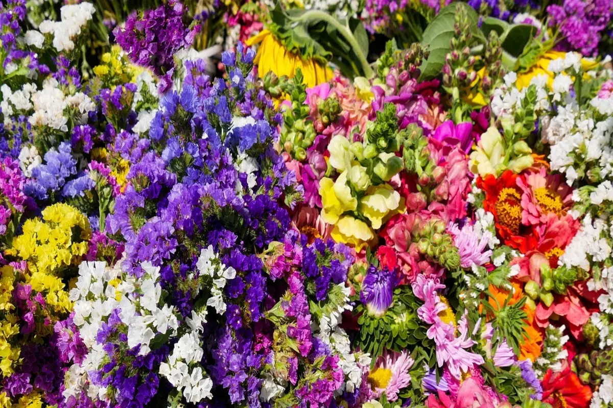 Il fiore premiato come il più bello del mondo: ecco come cresce in gruppo, è facile da curare e profuma il giardino Il fiore premiato come il più bello del mondo: ecco come cresce in gruppo, è facile da curare e profuma il giardino