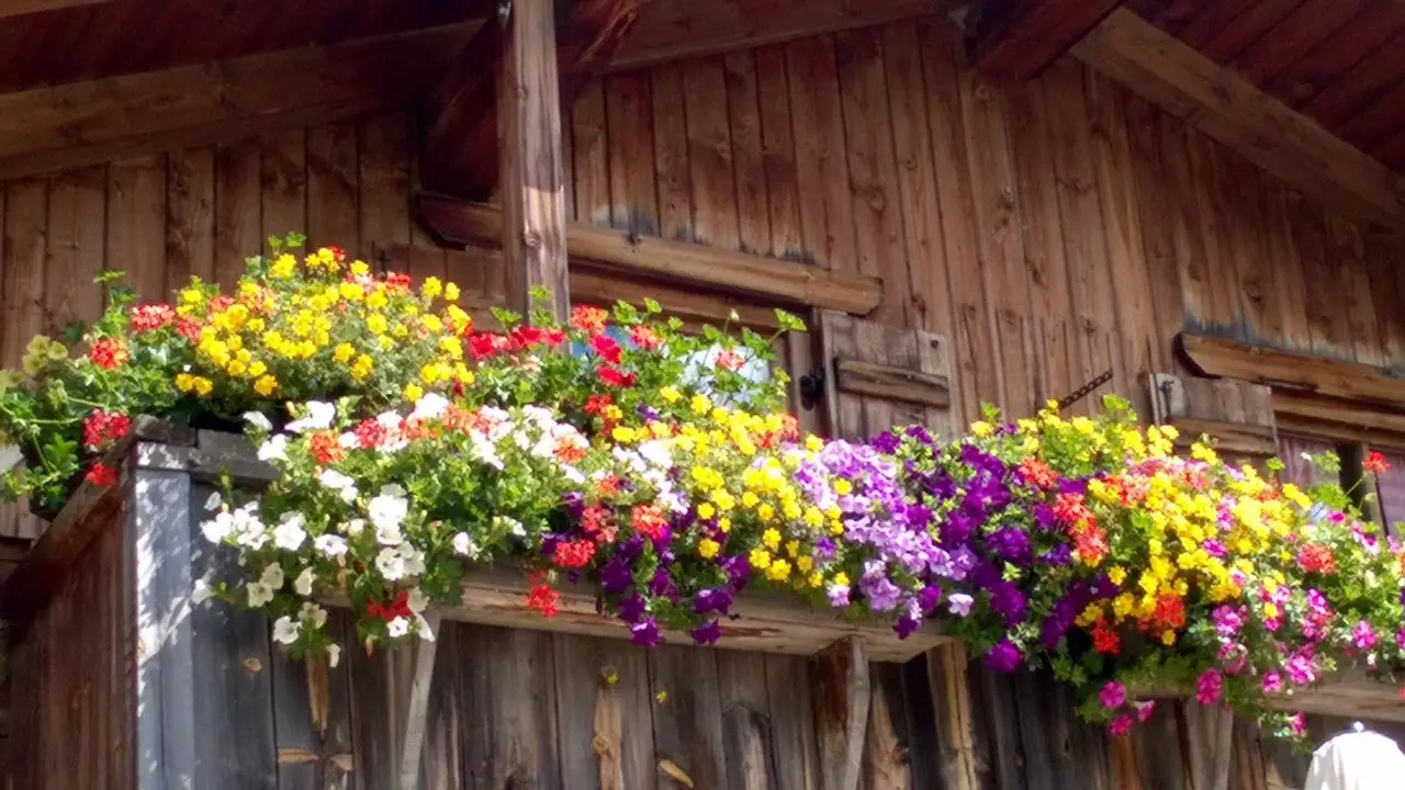 Il fiore premiato come il più bello del mondo: ecco come cresce in gruppo, è facile da curare e profuma il giardino Immagine selezionata