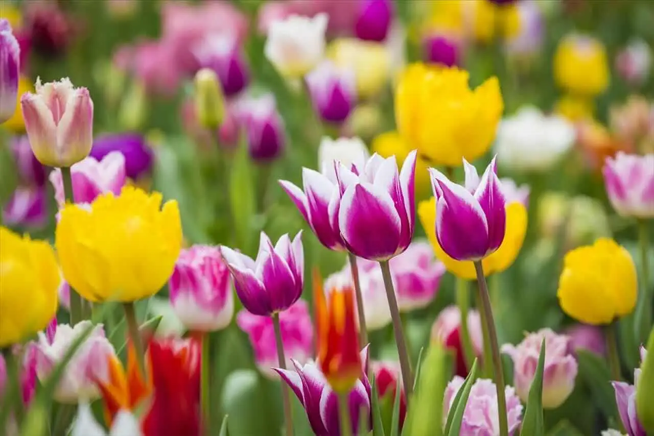 Il fiore premiato come il più bello del mondo: ecco come cresce in gruppo, è facile da curare e profuma il giardino Immagine selezionata