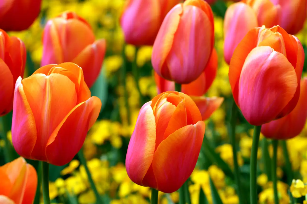 Il fiore premiato come il più bello del mondo: ecco come cresce in gruppo, è facile da curare e profuma il giardino Immagine selezionata