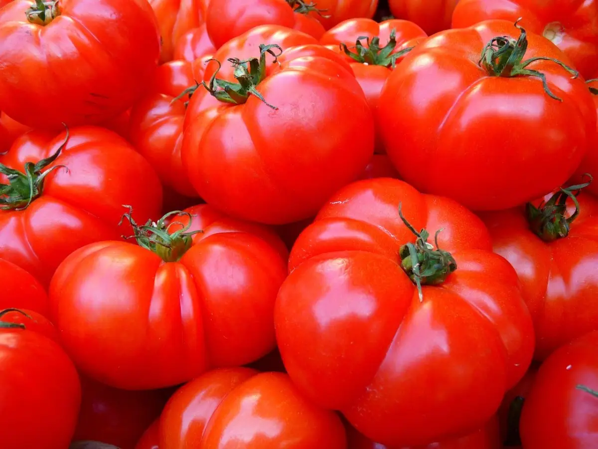 Come piantare correttamente i pomodori: ecco le distanze da rispettare tra le piantine
