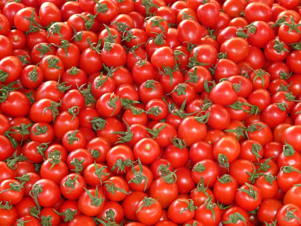 Come piantare correttamente i pomodori: ecco le distanze da rispettare tra le piantine Immagine selezionata