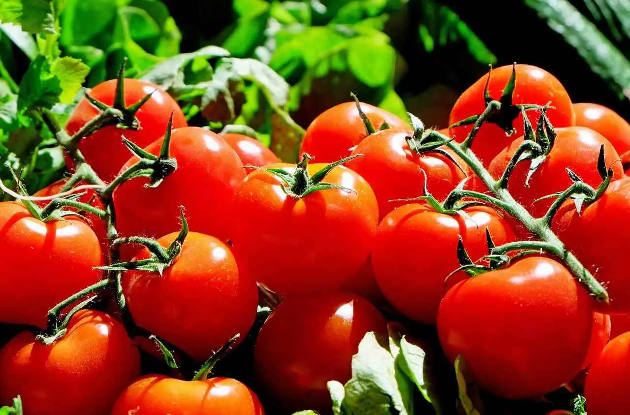 Come piantare correttamente i pomodori: ecco le distanze da rispettare tra le piantine Immagine selezionata