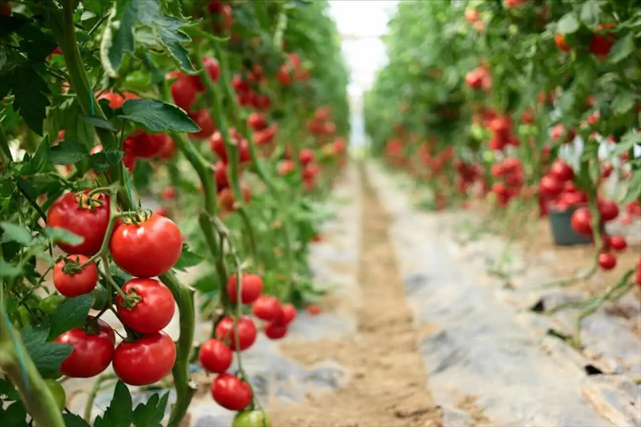 Come piantare correttamente i pomodori: ecco le distanze da rispettare tra le piantine Immagine selezionata