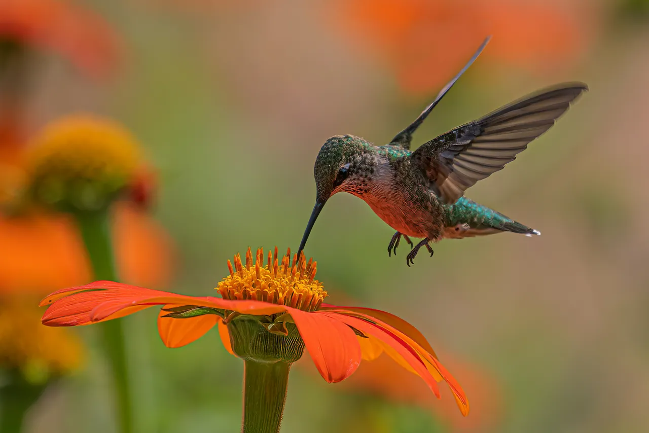 Prepara il giardino: ecco le zone dove arriveranno i colibrì quest’anno Prepara il giardino: ecco le zone dove arriveranno i colibrì quest’anno