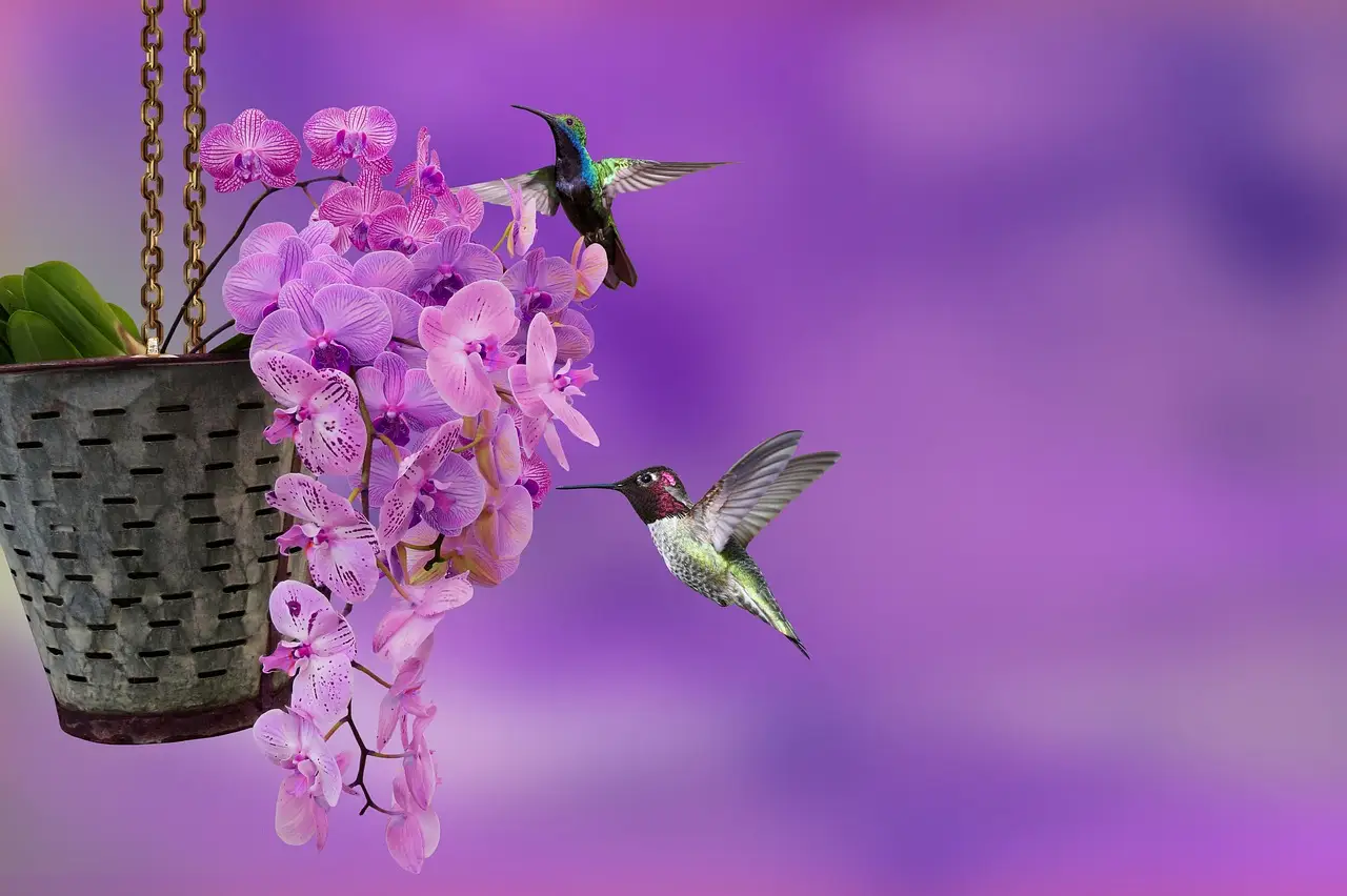 Prepara il giardino: ecco le zone dove arriveranno i colibrì quest’anno Immagine selezionata