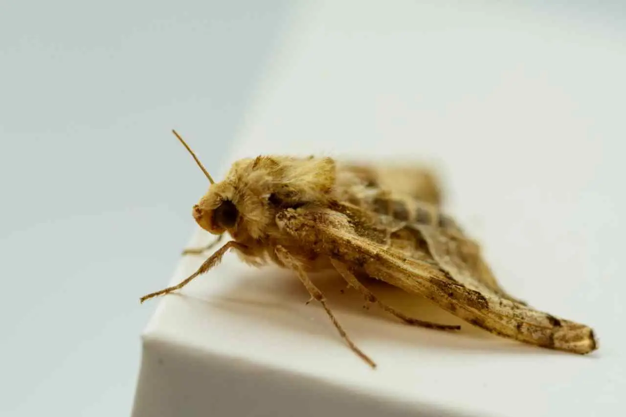 Arrivano i colibrì: ecco dove sono in Italia con la nostra mappa aggiornata Immagine selezionata