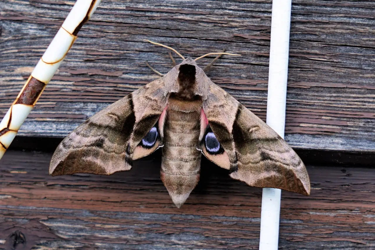 Arrivano i colibrì: ecco dove sono in Italia con la nostra mappa aggiornata Immagine selezionata