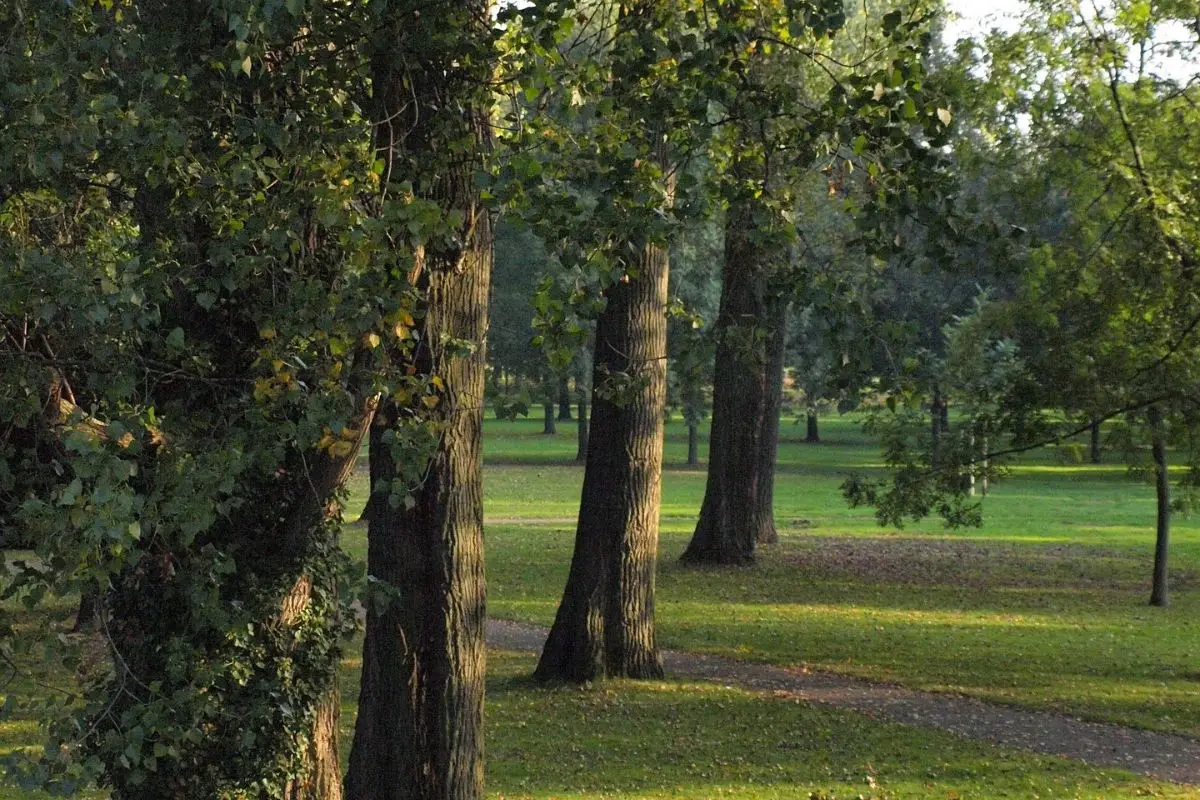 Come liberarsi delle piante invasive che minacciano la bellezza del tuo giardino Come liberarsi delle piante invasive che minacciano la bellezza del tuo giardino