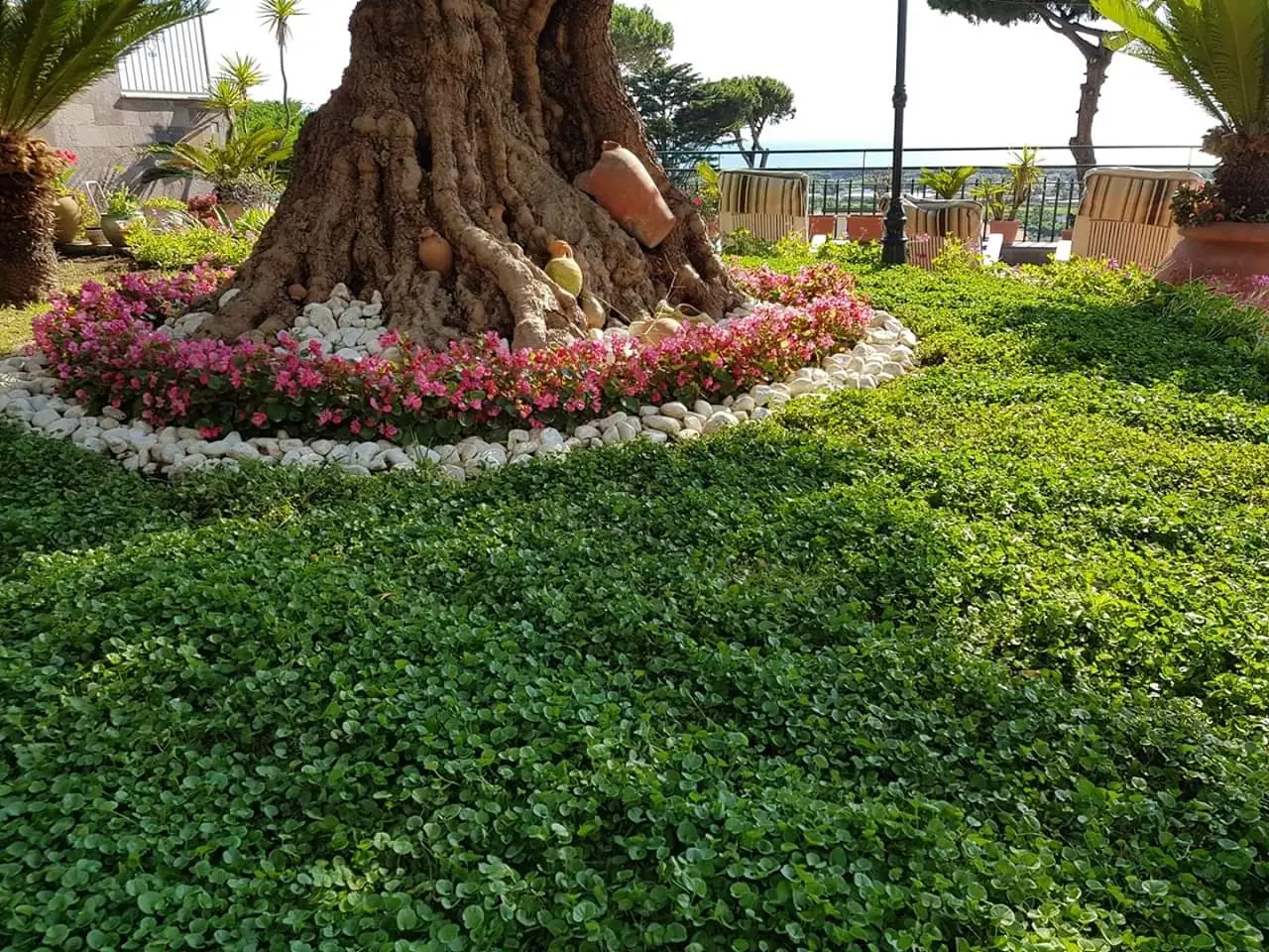 Come liberarsi delle piante invasive che minacciano la bellezza del tuo giardino Immagine selezionata
