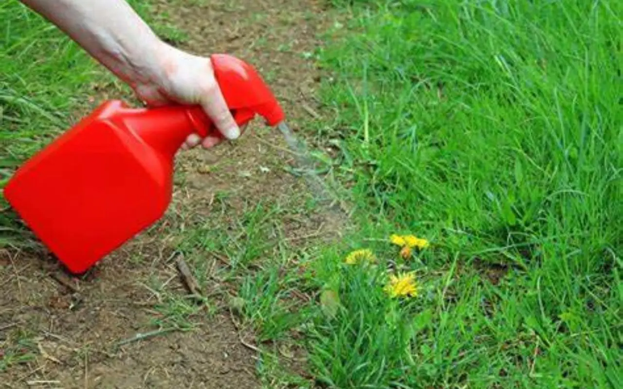 Come liberarsi delle piante invasive che minacciano la bellezza del tuo giardino Immagine selezionata
