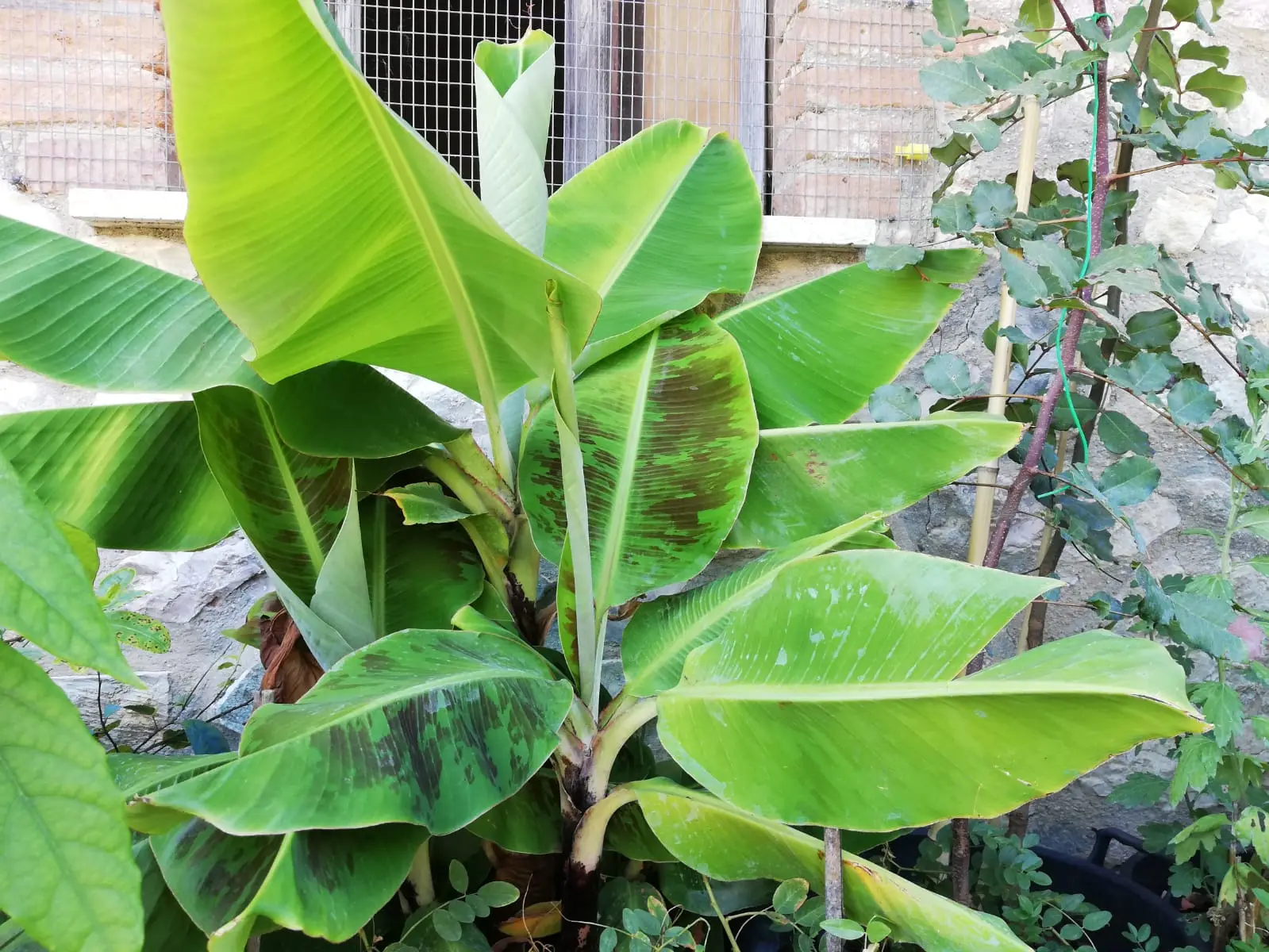 Come liberarsi delle piante invasive che minacciano la bellezza del tuo giardino Immagine selezionata