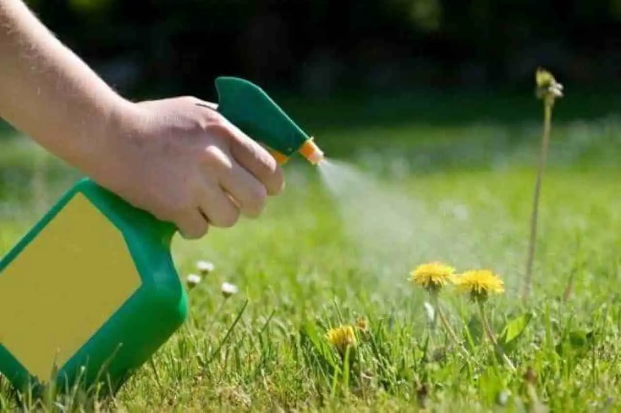 Come eliminare i denti di leone dal prato: il metodo efficace che pochi conoscono Immagine selezionata