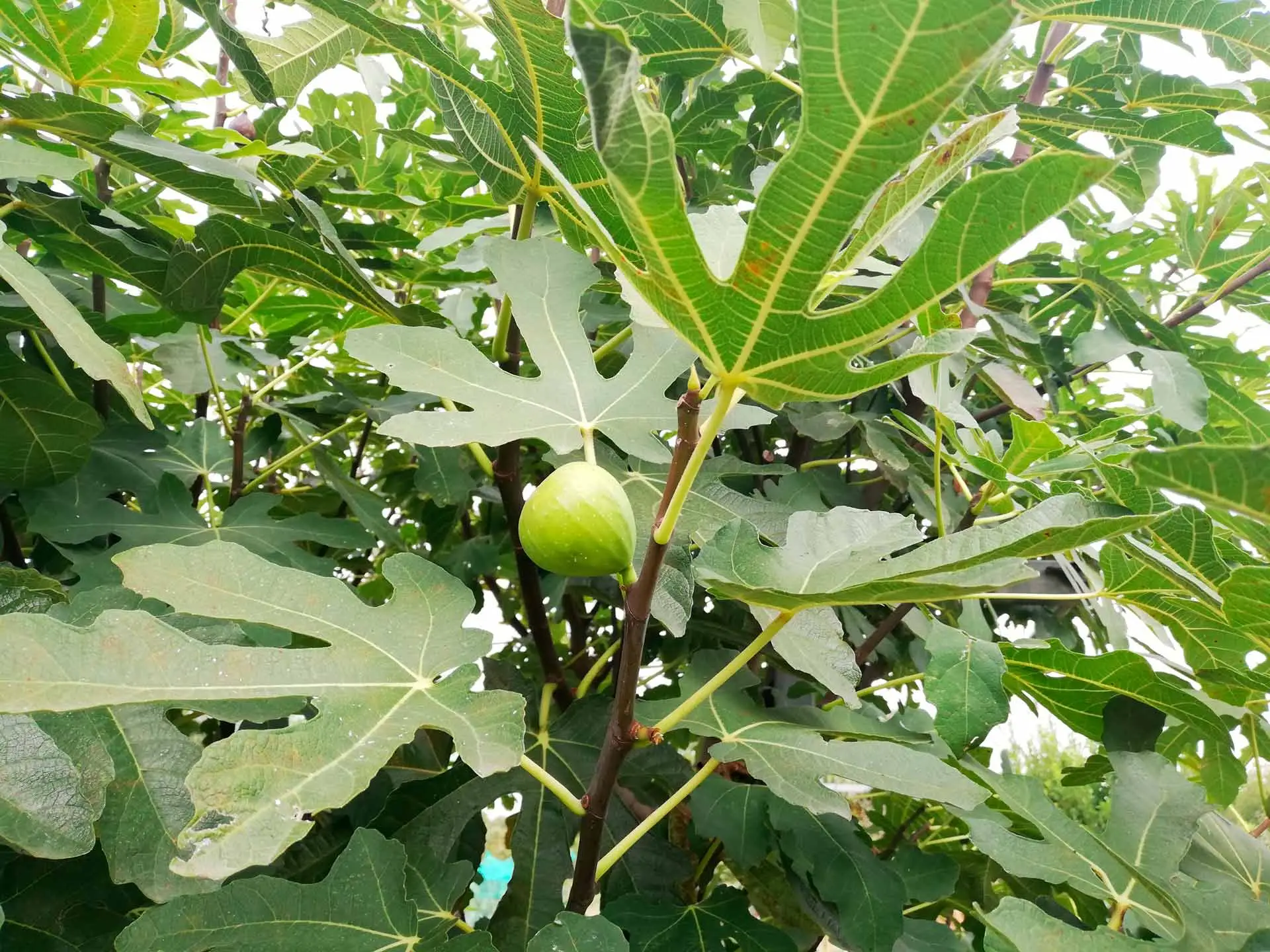 Il fico: la scelta indispensabile per rendere unico il tuo giardino Immagine selezionata
