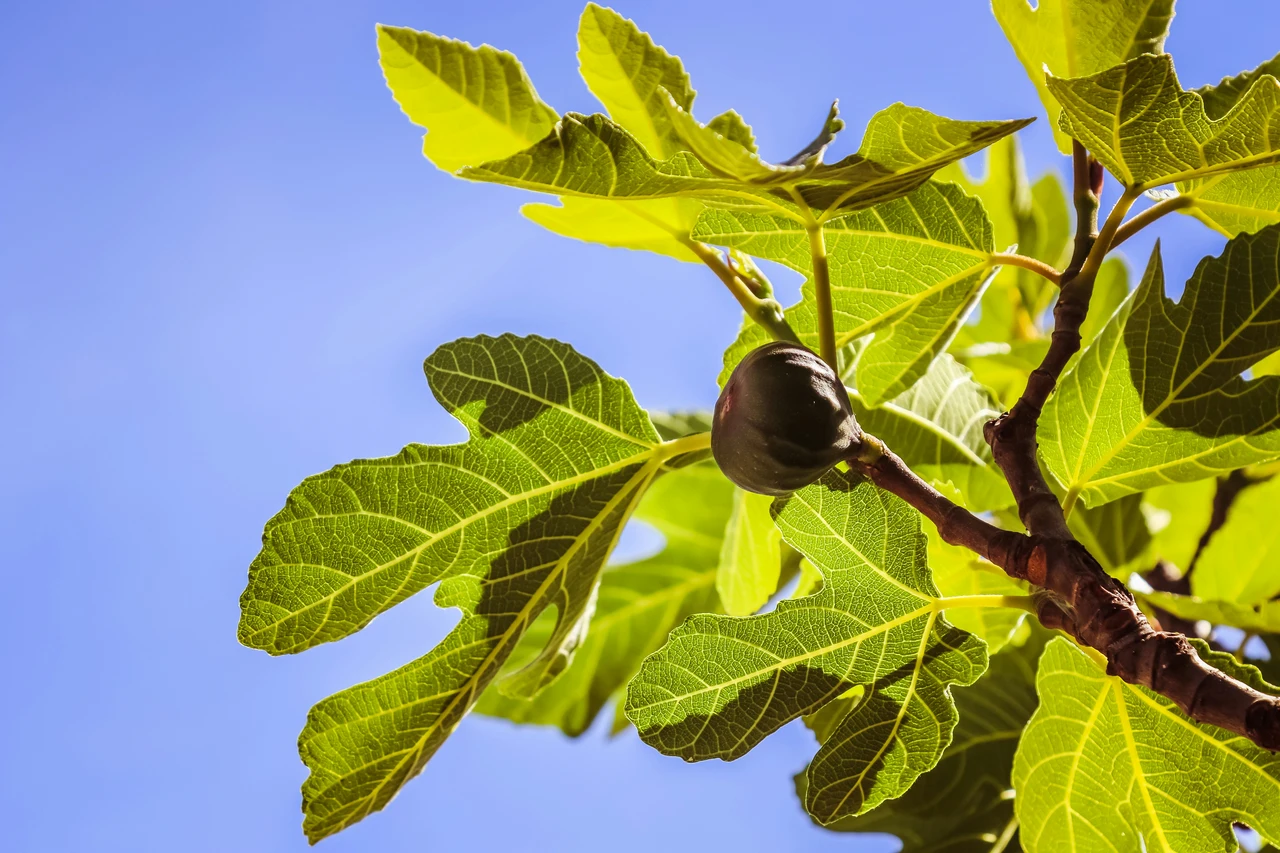 Il fico: la scelta indispensabile per rendere unico il tuo giardino Il fico: la scelta indispensabile per rendere unico il tuo giardino