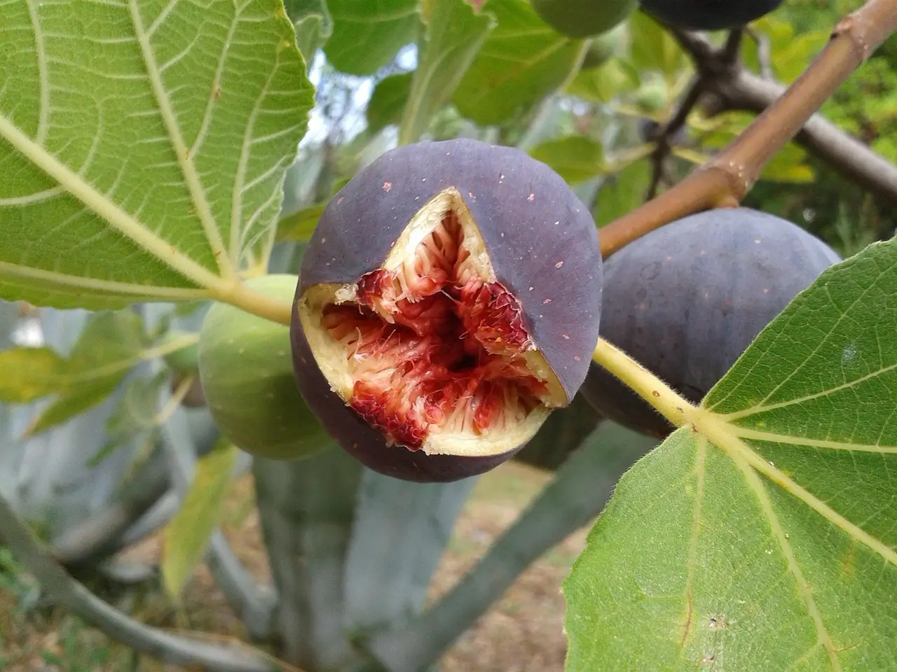 Il fico: la scelta indispensabile per rendere unico il tuo giardino Immagine selezionata