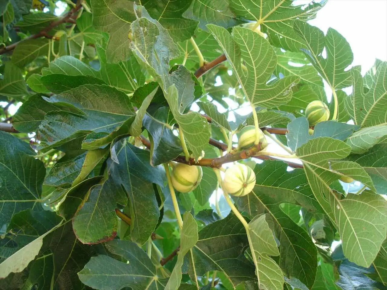 Il fico: la scelta indispensabile per rendere unico il tuo giardino Immagine selezionata
