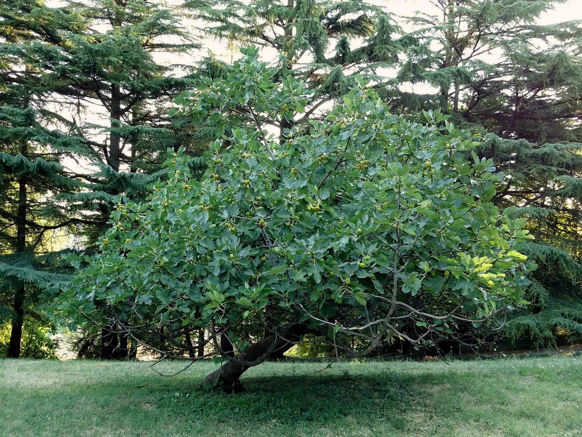 Il fico: la scelta indispensabile per rendere unico il tuo giardino Immagine selezionata