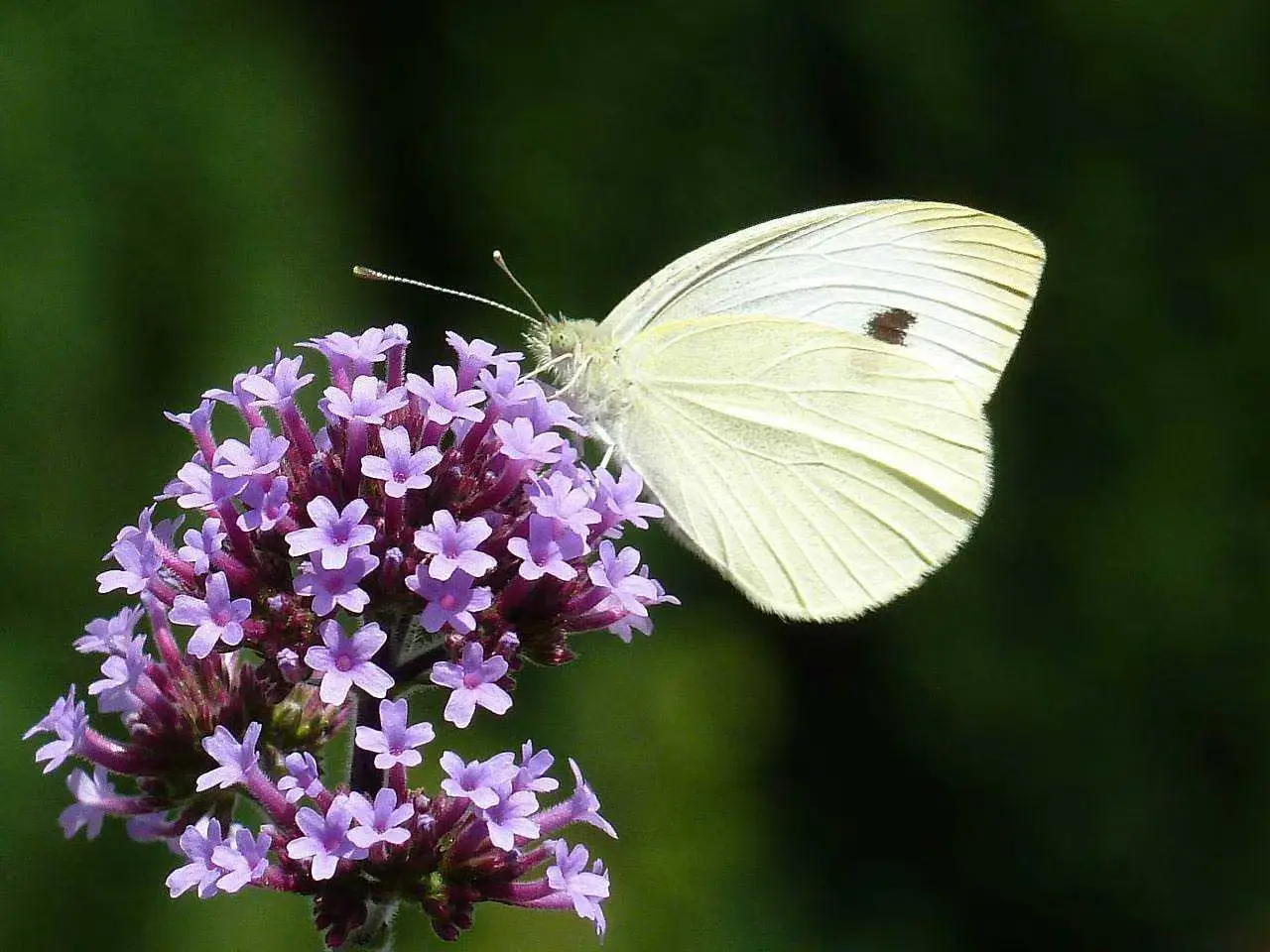 La pianta resistente alla siccità che attira farfalle e trasforma il giardino in un’oasi La pianta resistente alla siccità che attira farfalle e trasforma il giardino in un’oasi