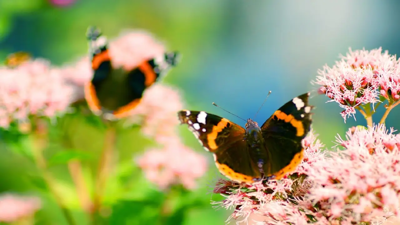 La pianta resistente alla siccità che attira farfalle e trasforma il giardino in un’oasi Immagine selezionata