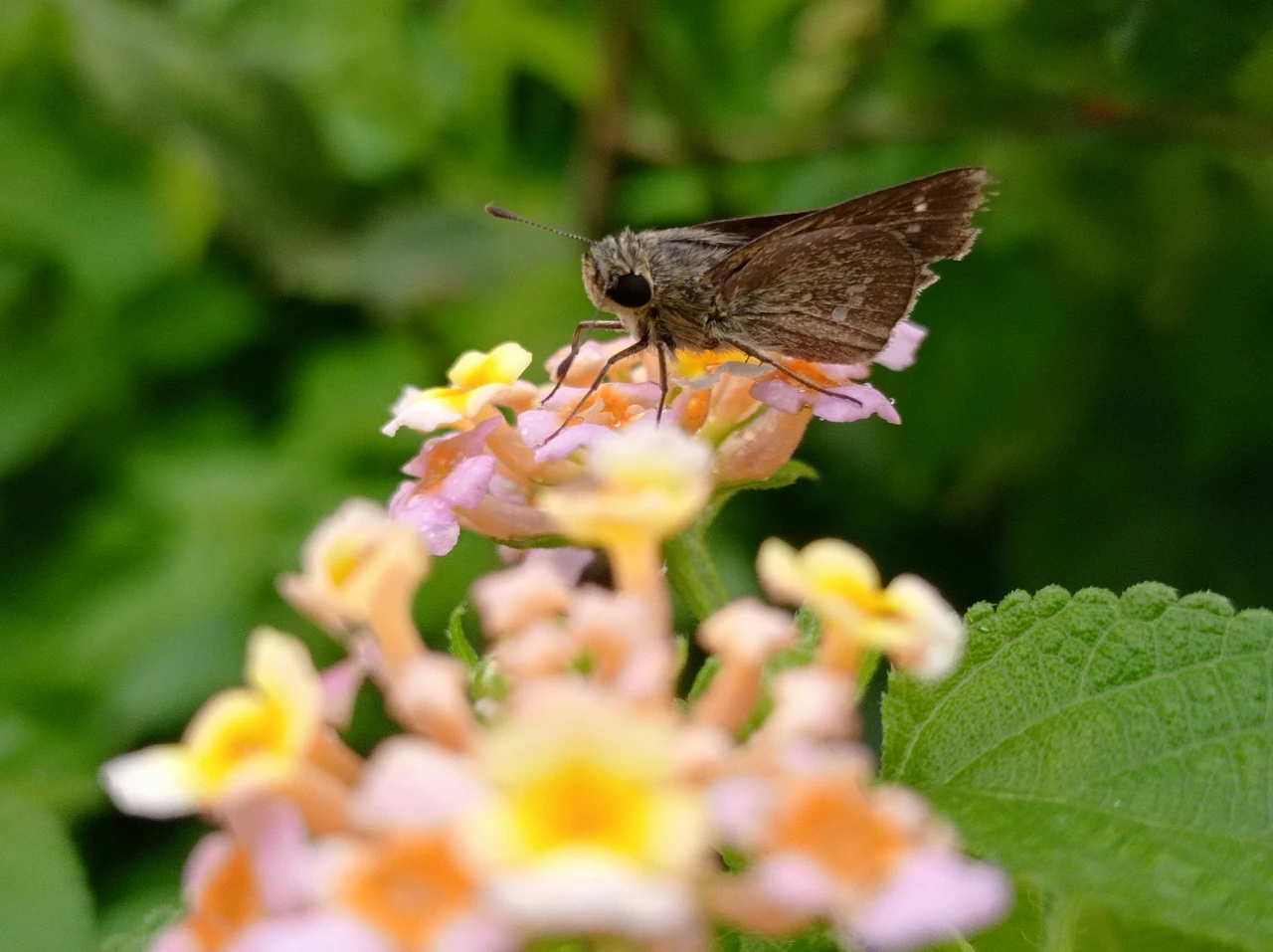 La pianta resistente alla siccità che attira farfalle e trasforma il giardino in un’oasi Immagine selezionata