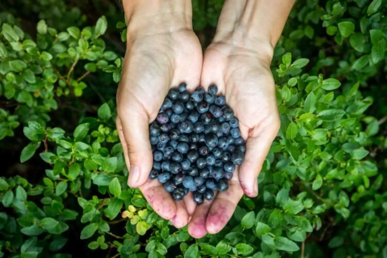 Il frutto poco conosciuto che favorisce la perdita di peso e migliora la memoria ideale per la colazione Immagine selezionata