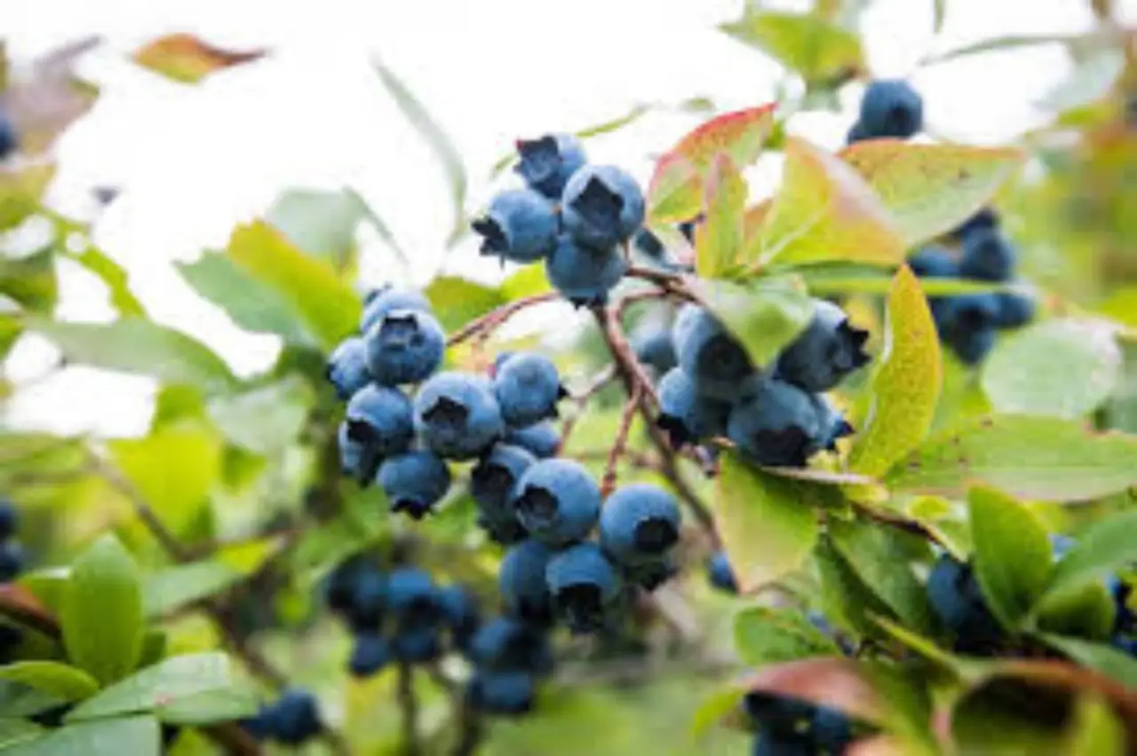 Il frutto poco conosciuto che favorisce la perdita di peso e migliora la memoria ideale per la colazione Immagine selezionata
