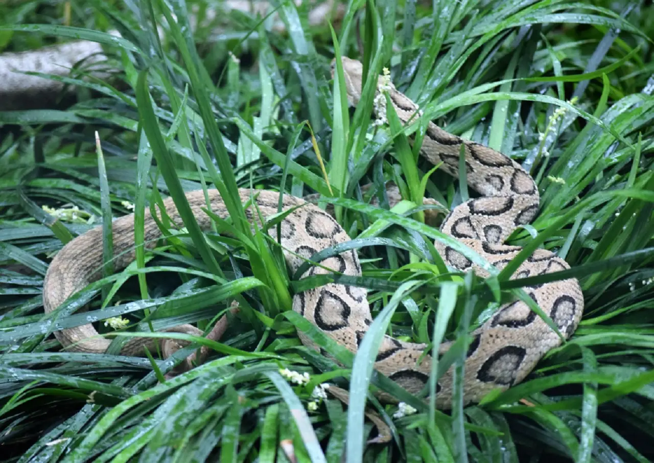 Attenzione ai serpenti! Ecco come proteggere la tua famiglia in estate Attenzione ai serpenti! Ecco come proteggere la tua famiglia in estate