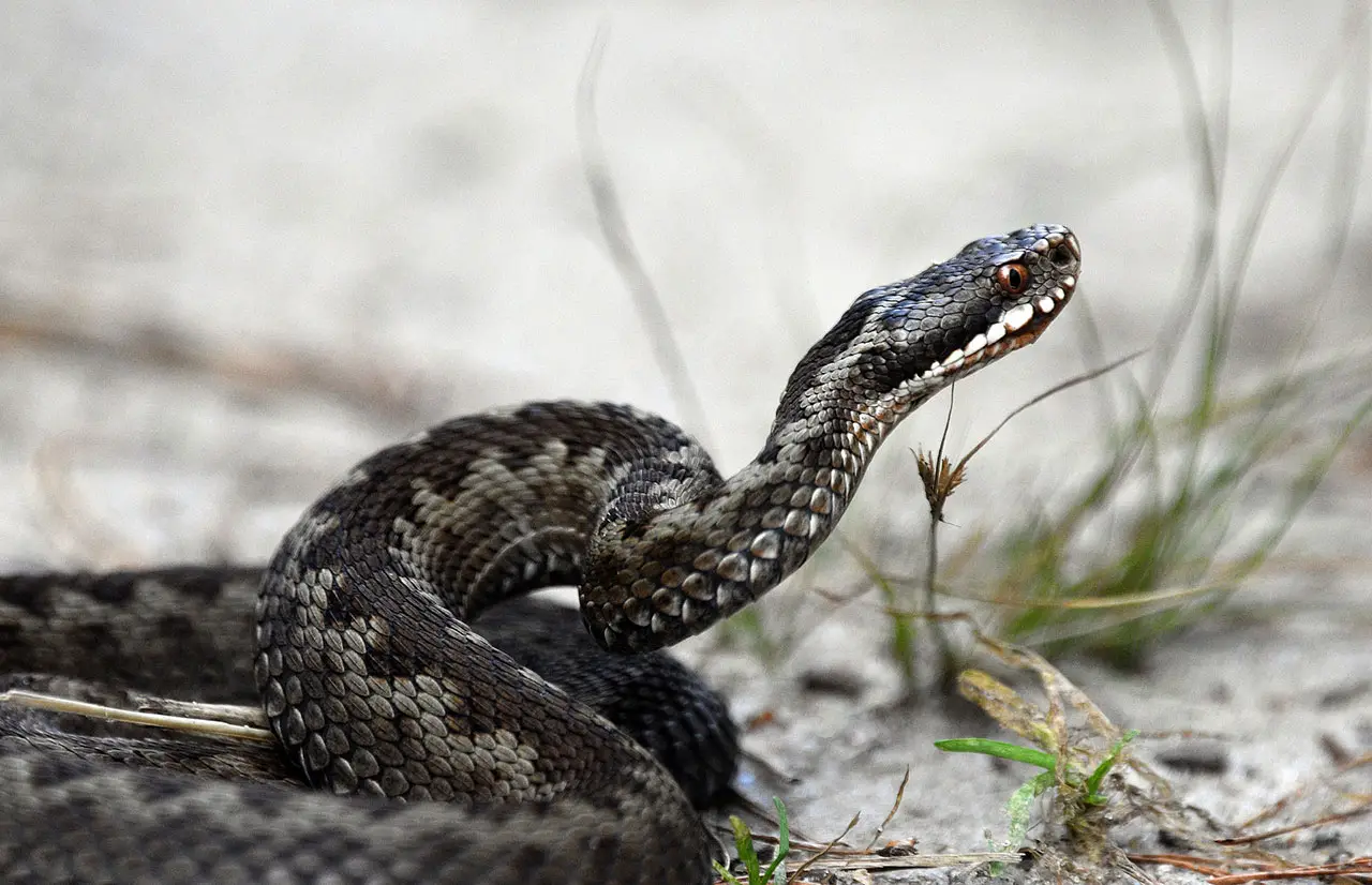 Attenzione ai serpenti! Ecco come proteggere la tua famiglia in estate Immagine selezionata