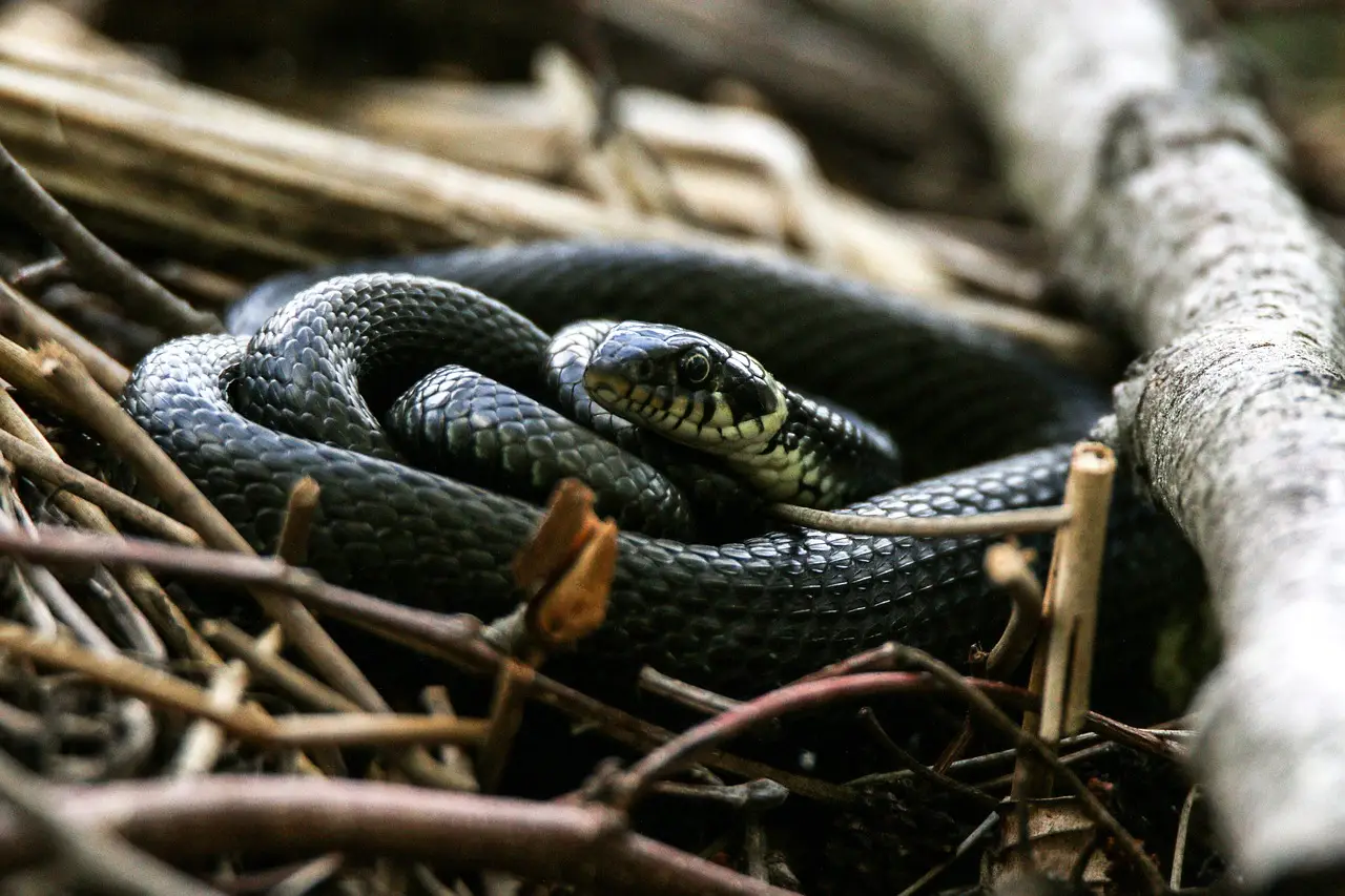 Attenzione ai serpenti! Ecco come proteggere la tua famiglia in estate Immagine selezionata