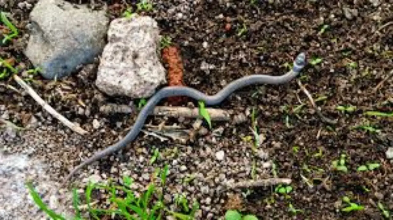 Attenzione ai serpenti! Ecco come proteggere la tua famiglia in estate Immagine selezionata