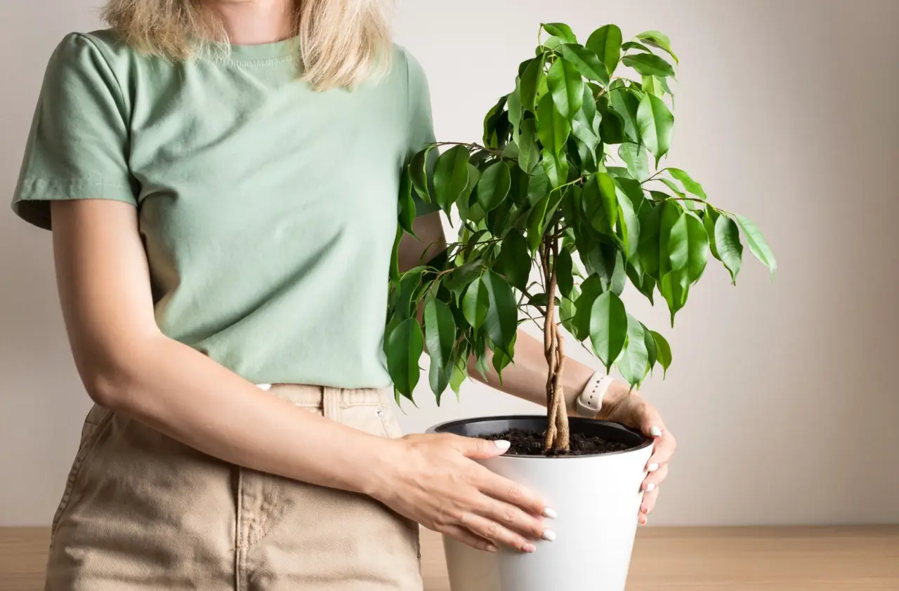 La pianta segreta che trasforma il tuo giardino: fiorisce, profuma e resiste al gelo Immagine selezionata