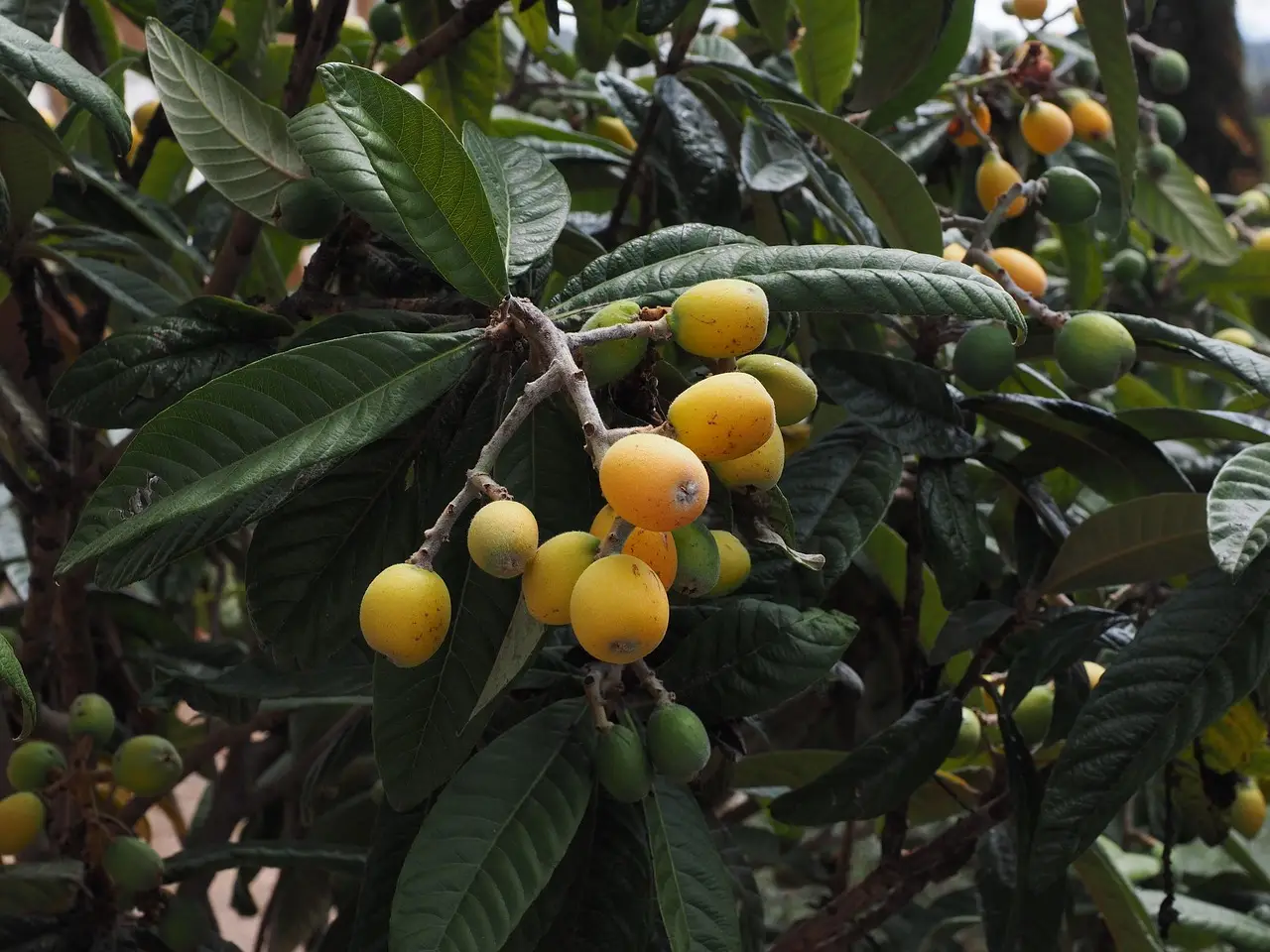 La pianta segreta che trasforma il tuo giardino: fiorisce, profuma e resiste al gelo Immagine selezionata