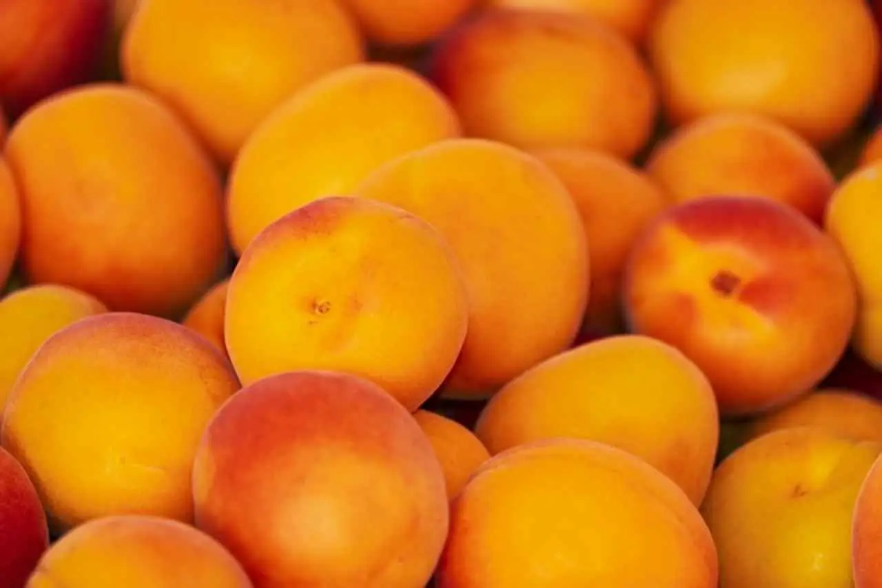 Colazione con albicocche i benefici per aumentare l’energia al risveglio Colazione con albicocche i benefici per aumentare l’energia al risveglio