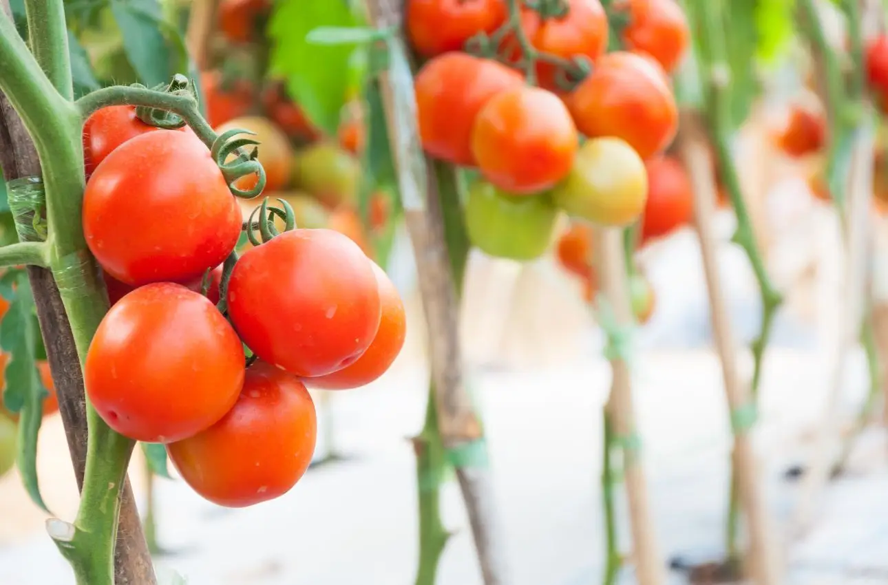 Quando mettere a dimora i pomodori: ecco il calendario perfetto Immagine selezionata