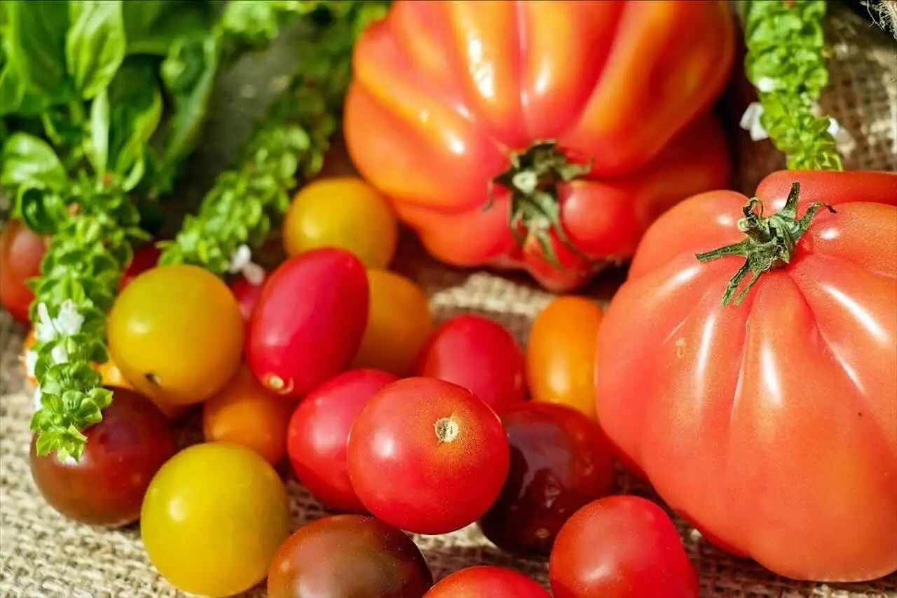 Quando mettere a dimora i pomodori: ecco il calendario perfetto Immagine selezionata