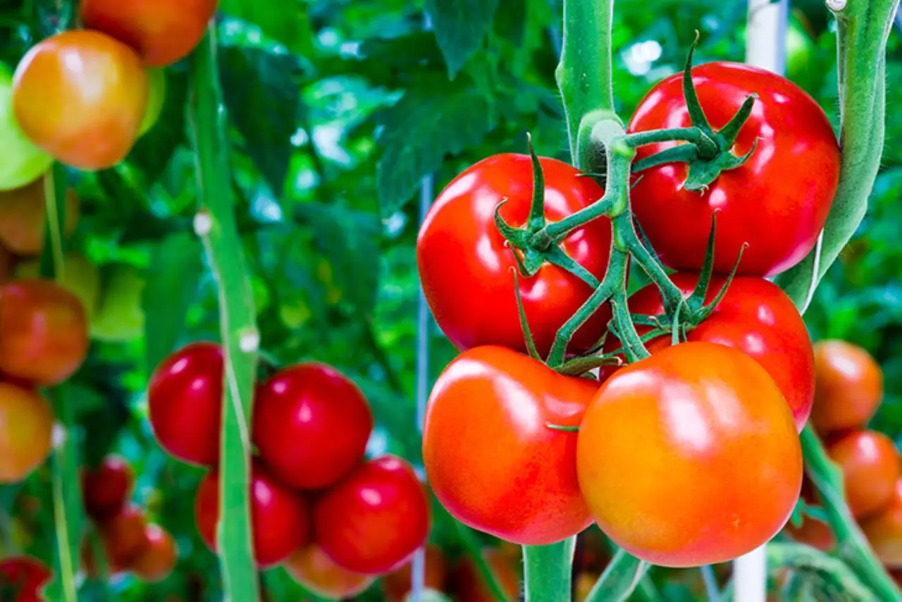 Quando mettere a dimora i pomodori: ecco il calendario perfetto Immagine selezionata