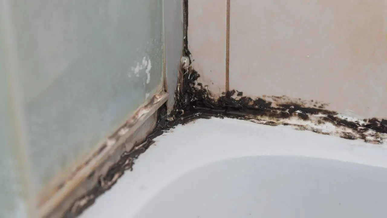 Come eliminare la muffa dalla doccia in pochi minuti con un metodo semplice ed efficace Immagine selezionata