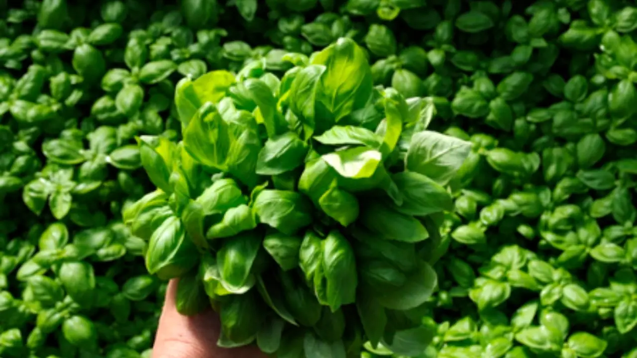 Il trucco geniale per un basilico sempre profumato e pieno di foglie verdi Il trucco geniale per un basilico sempre profumato e pieno di foglie verdi