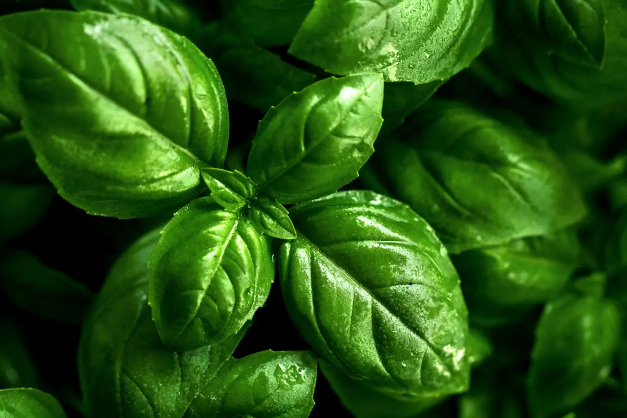 Il trucco geniale per un basilico sempre profumato e pieno di foglie verdi Immagine selezionata