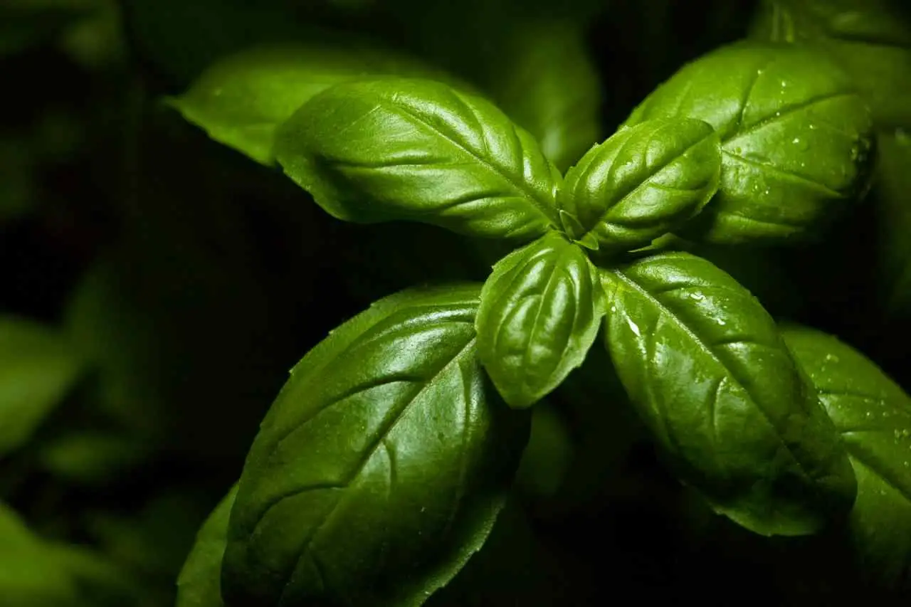 Il trucco geniale per un basilico sempre profumato e pieno di foglie verdi Immagine selezionata