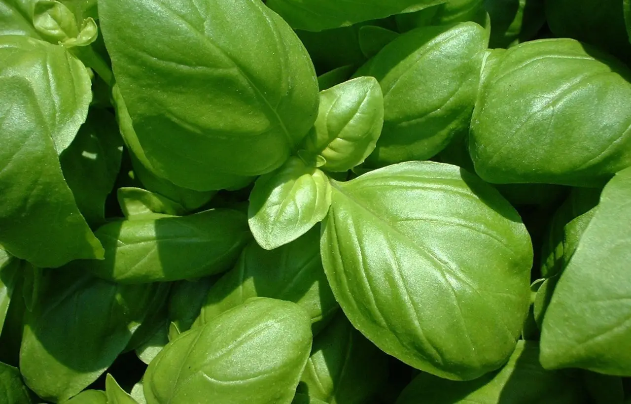 Il trucco geniale per un basilico sempre profumato e pieno di foglie verdi Immagine selezionata