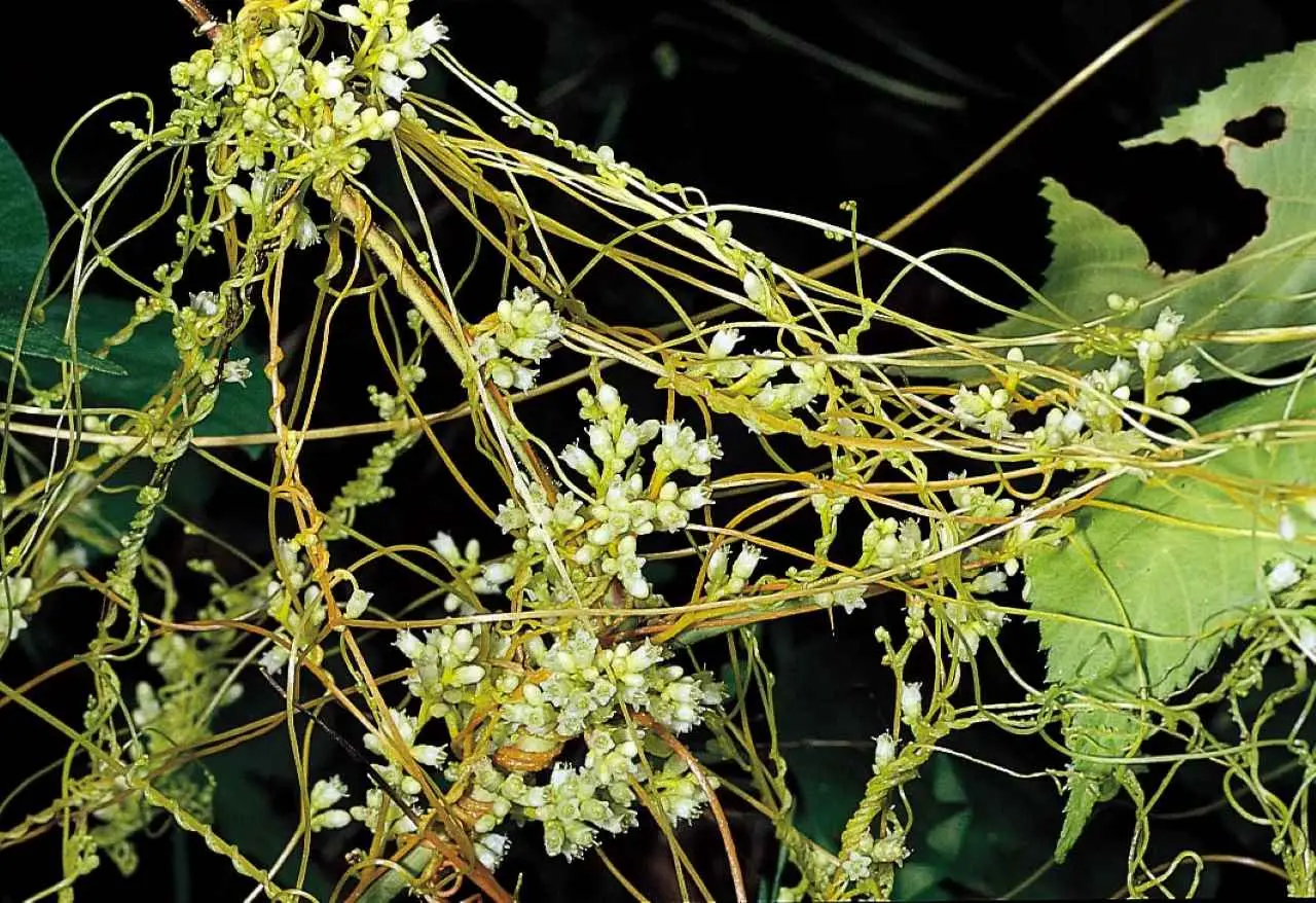 Il piccolo arbusto che profuma tutto il tuo giardino anche in inverno Immagine selezionata