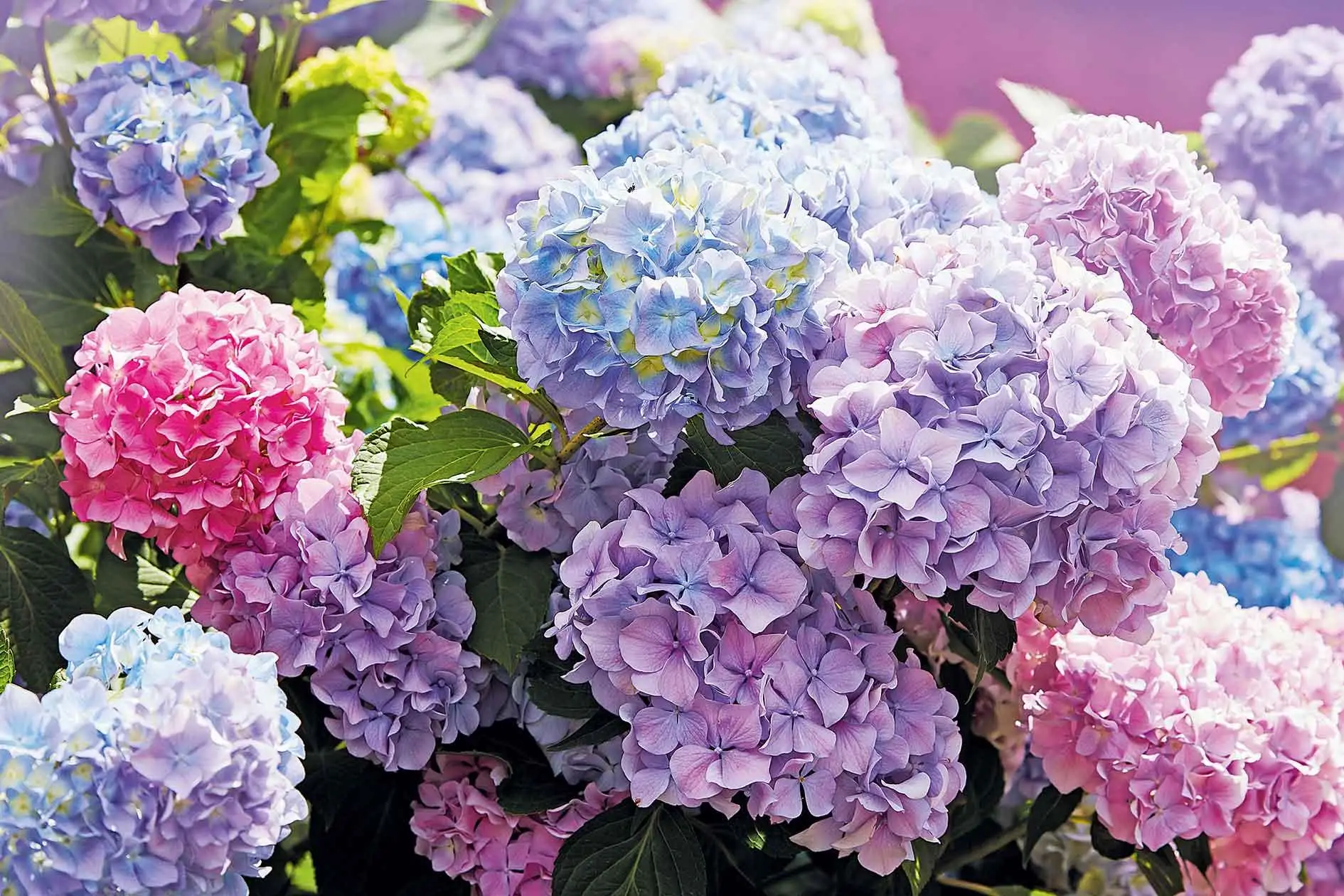 Scopri come stimolare la fioritura delle ortensie con un solo ingrediente naturale