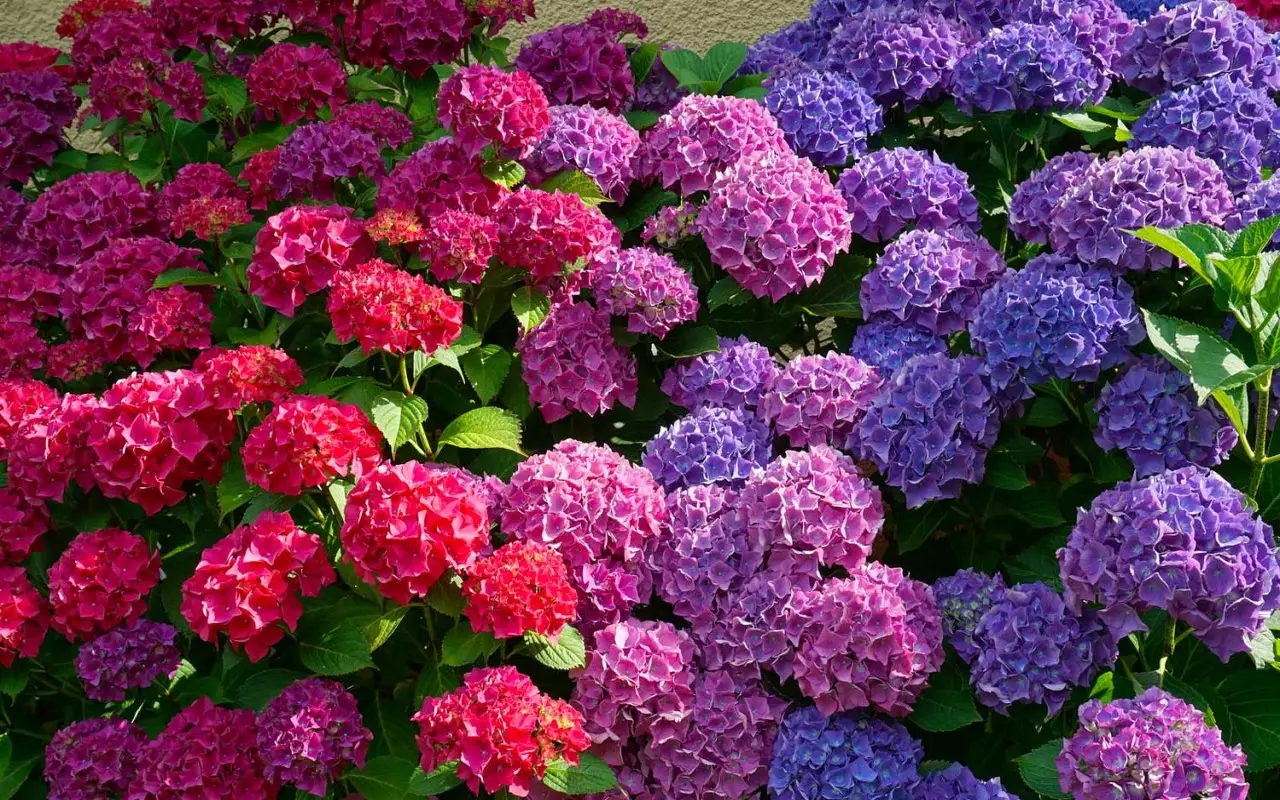 Scopri come stimolare la fioritura delle ortensie con un solo ingrediente naturale Immagine selezionata