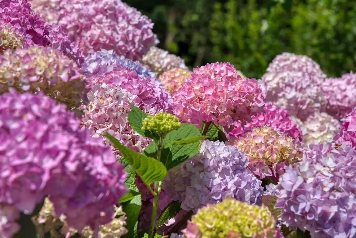 Scopri come stimolare la fioritura delle ortensie con un solo ingrediente naturale Immagine selezionata