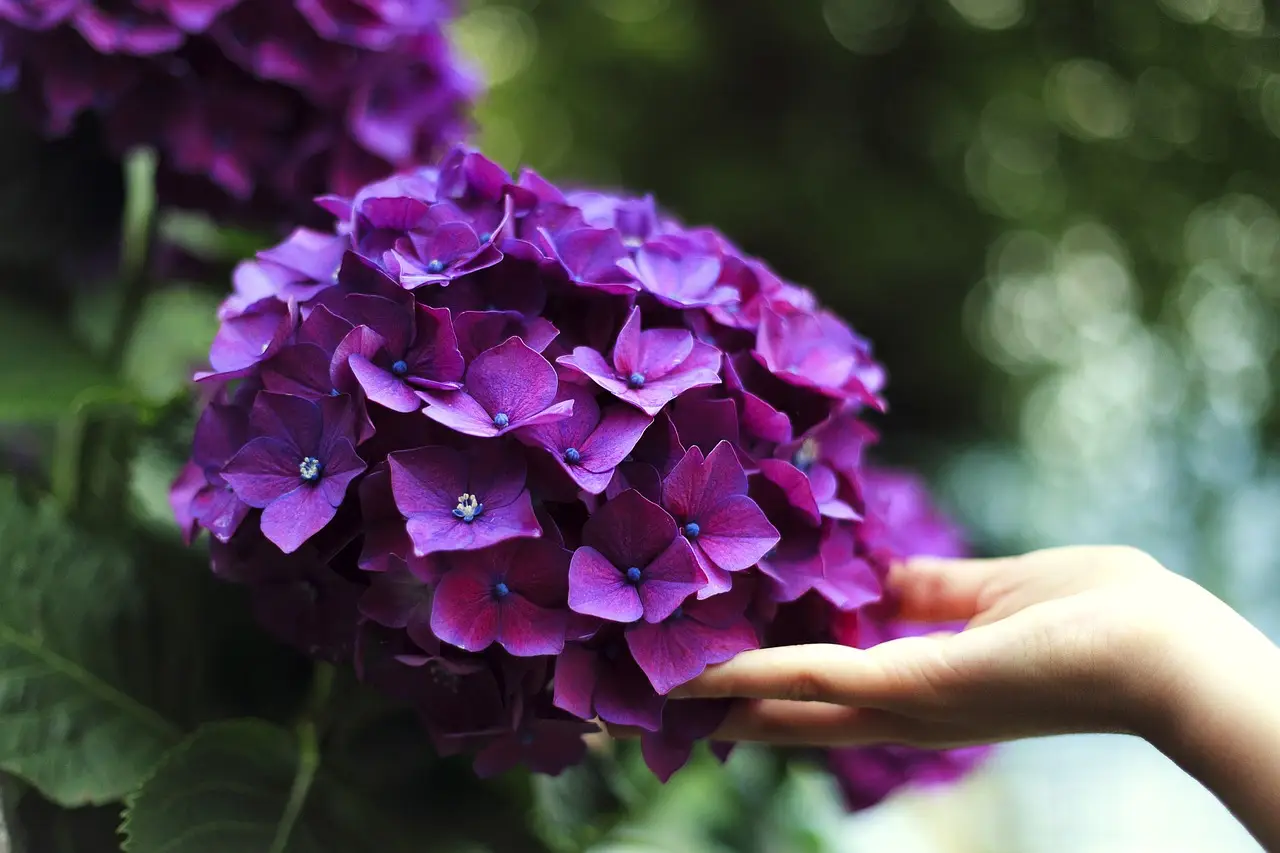 Scopri come stimolare la fioritura delle ortensie con un solo ingrediente naturale Immagine selezionata