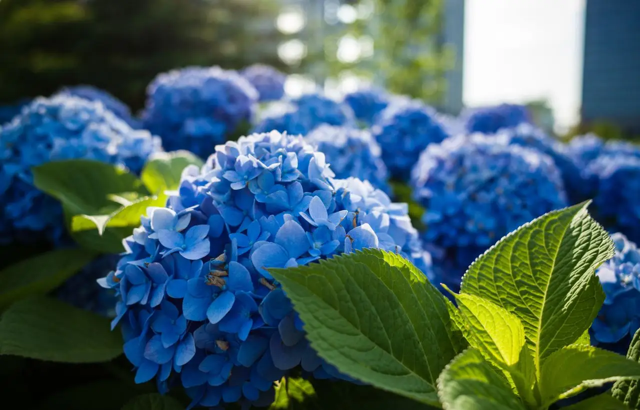 Scopri come stimolare la fioritura delle ortensie con un solo ingrediente naturale Immagine selezionata