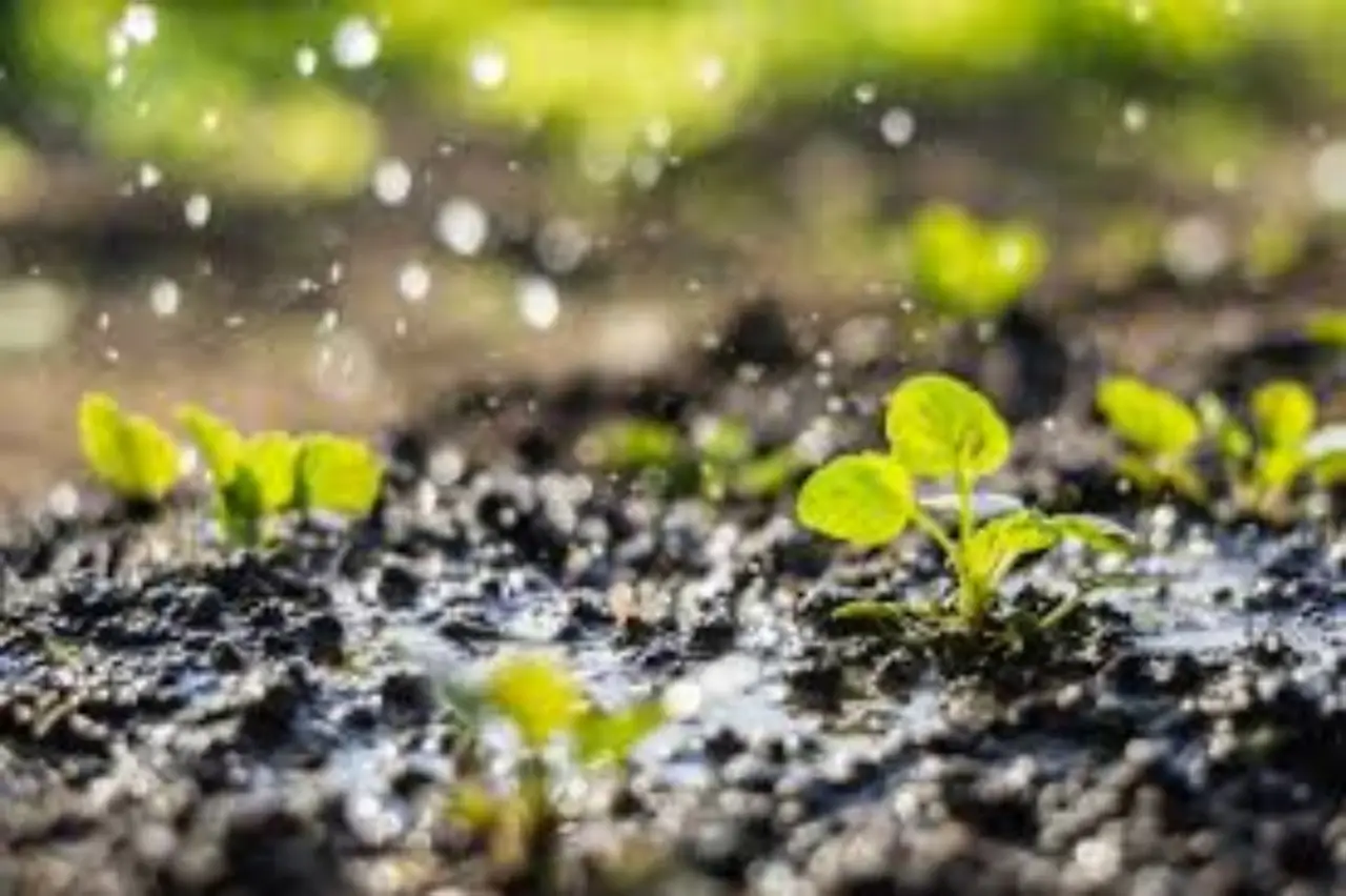 Guida ai concimi naturali, quali informazioni cercare sull’etichetta Immagine selezionata