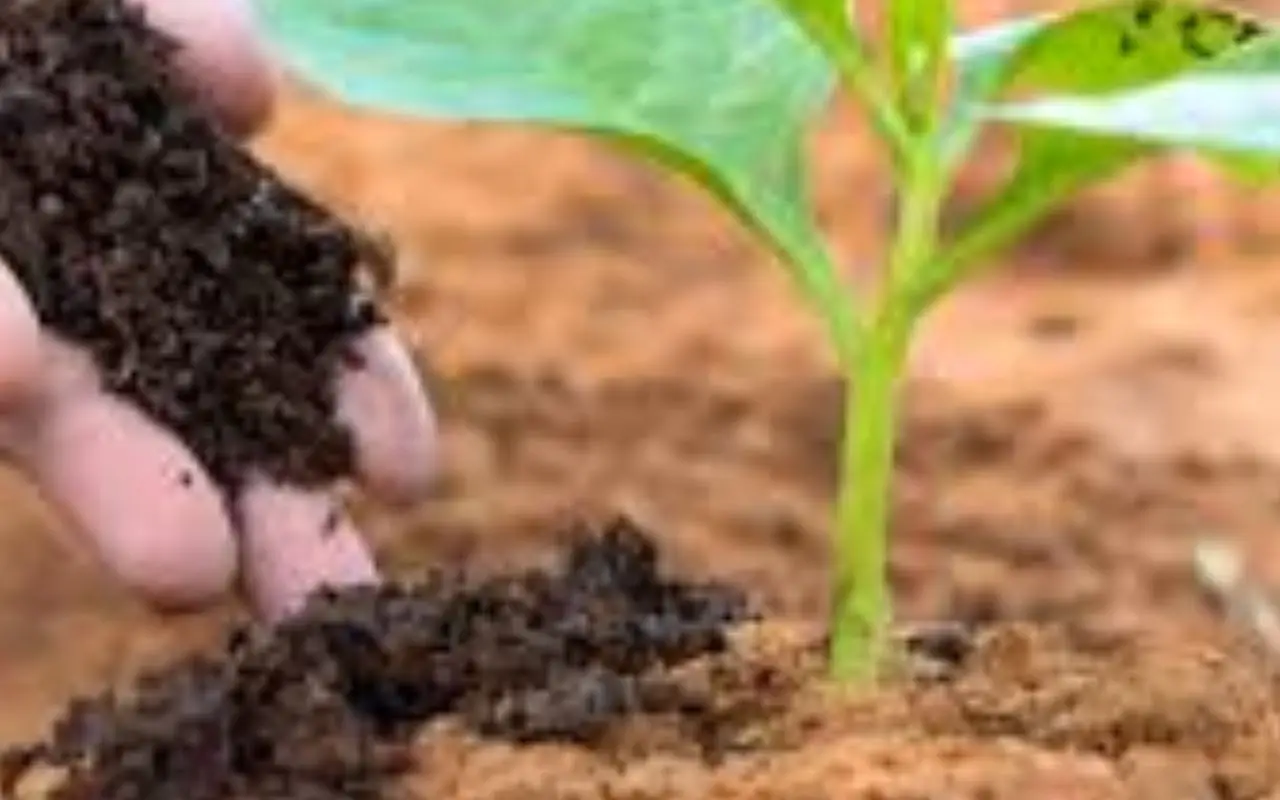 Guida ai concimi naturali, quali informazioni cercare sull’etichetta Immagine selezionata
